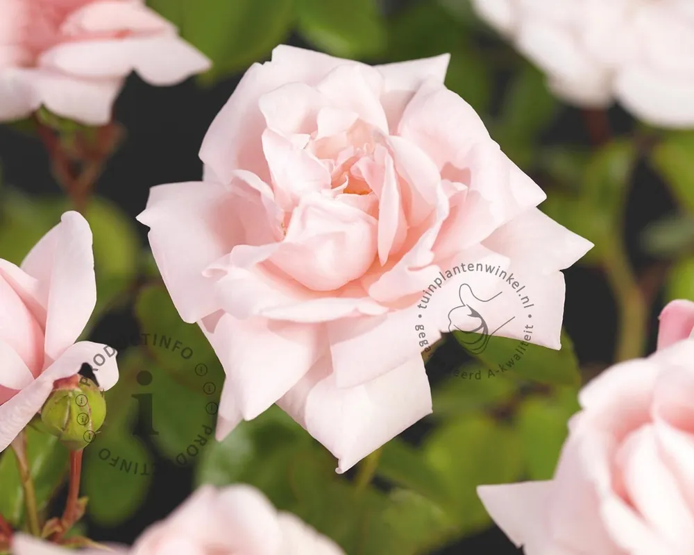 Rosa ‘New Dawn‘ - Klantfavoriet