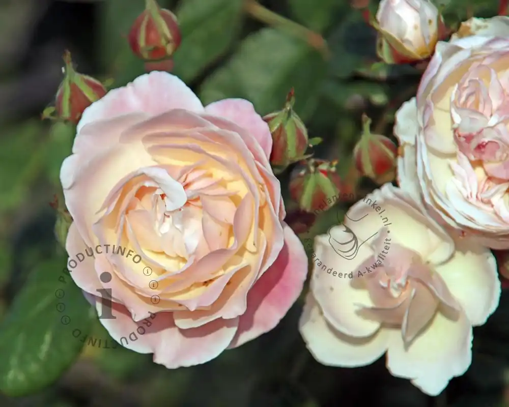 Spoedlevering - Rosa ‘New Dreams‘