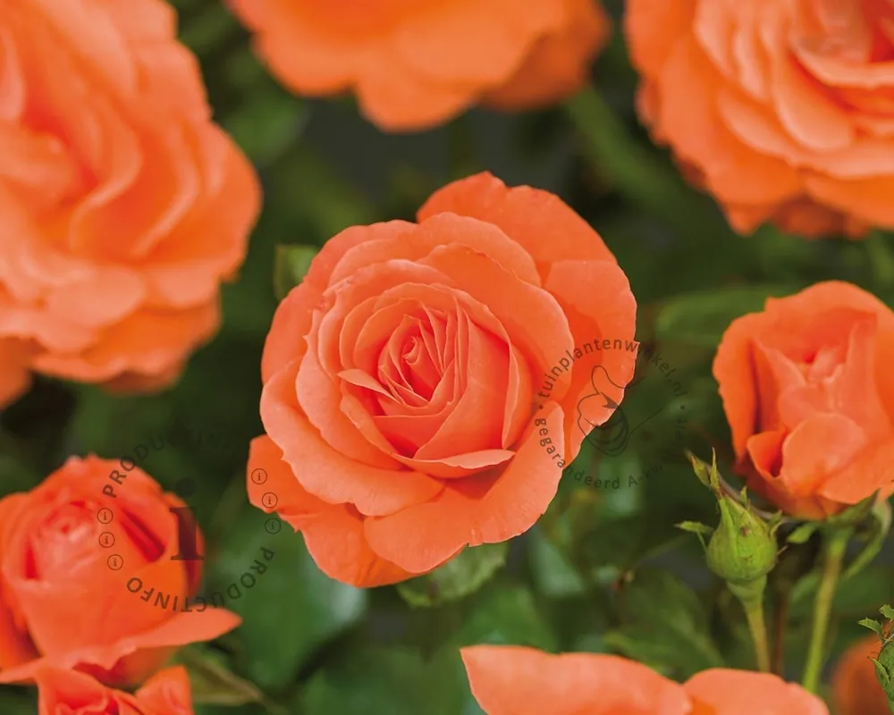Nu beschikbaar | Rosa ‘Newsflash‘