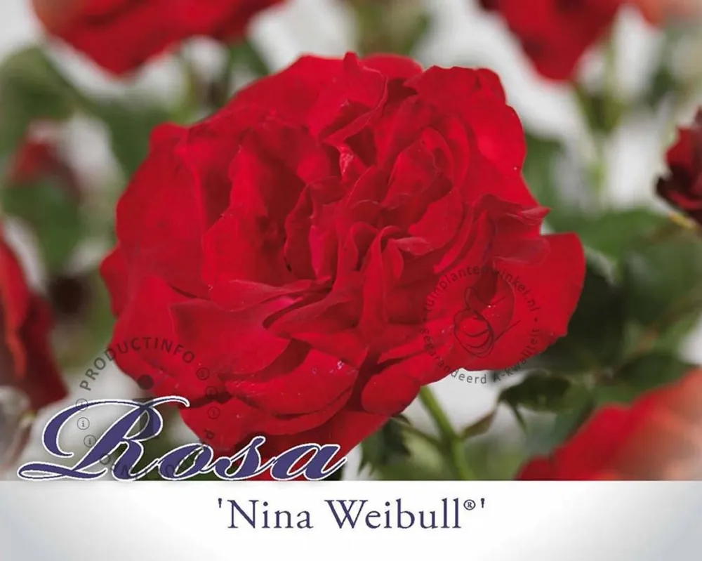 Hoge kwaliteit | Rosa ‘Nina Weibull‘ op stam