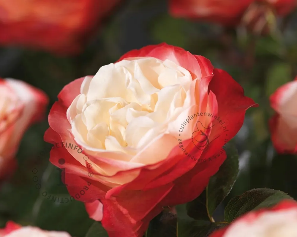 Rosa ‘Nostalgie‘ - op stam | Speciale deal