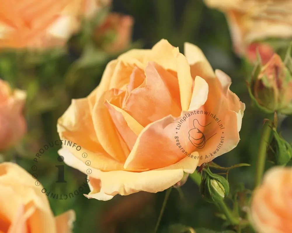 Op voorraad | Rosa ‘Olympic Palace‘