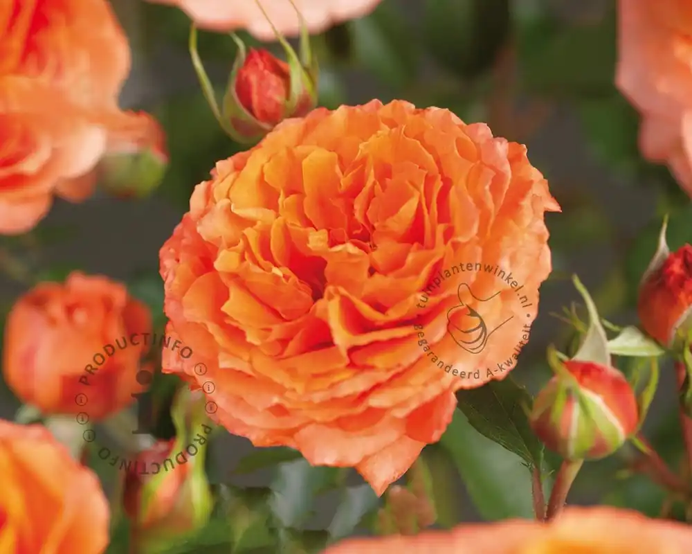 Rosa ‘Orange Meilove‘ - op stam | Deal