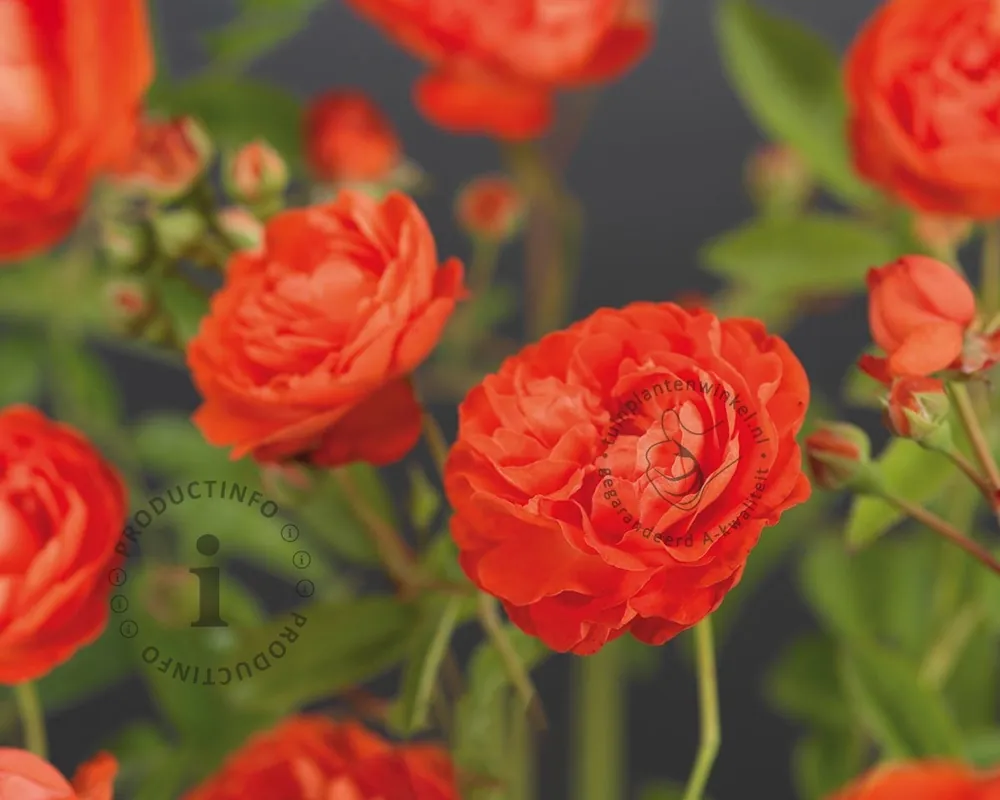 Bestel nu - Rosa ‘Orange Morsdag‘