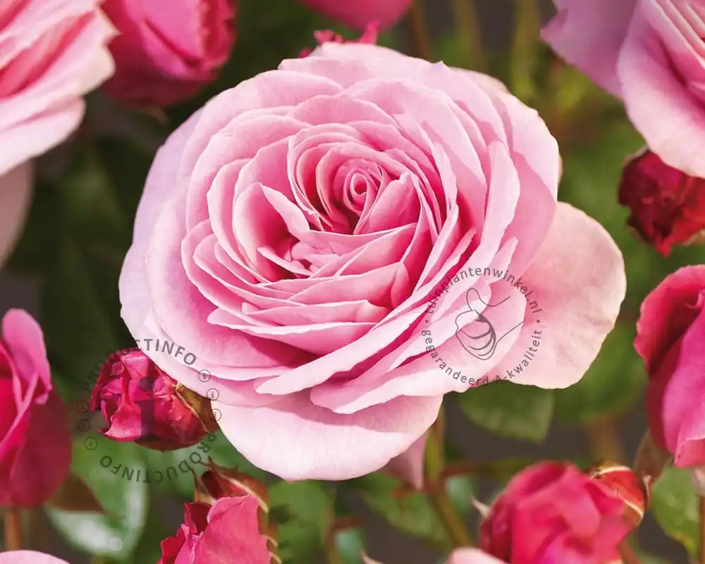 Online bestelbaar | Rosa ‘Our Last Summer‘