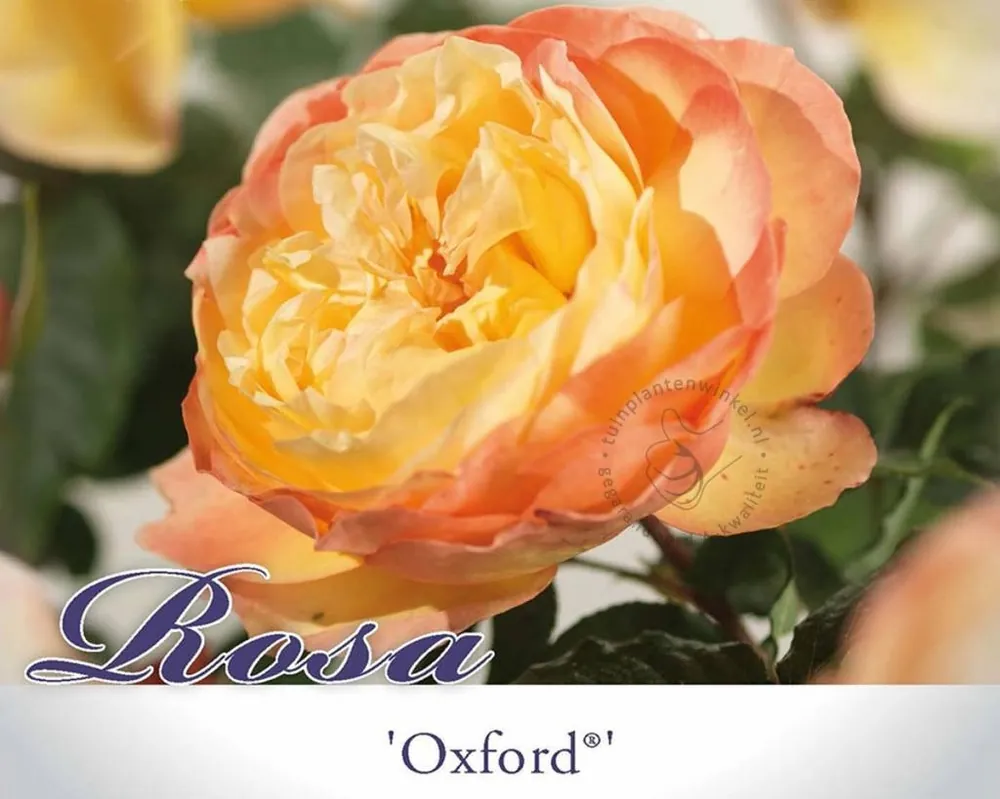 Vanaf nu beschikbaar - Rosa ‘Oxford‘