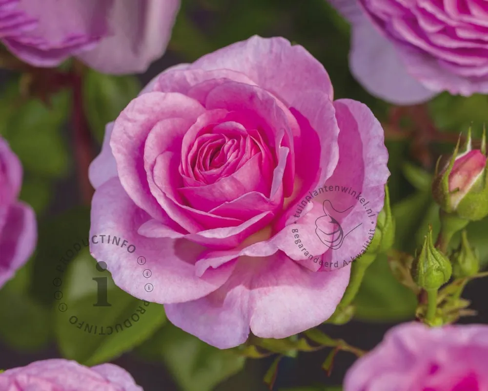 Rosa ‘Ozeana‘ | Professionele kwaliteit