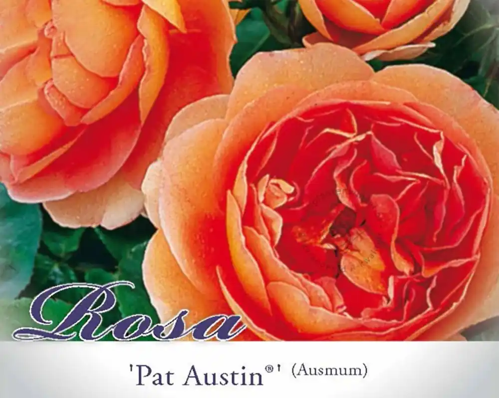 Rosa ‘Pat Austin‘ - op stam - Shop nu