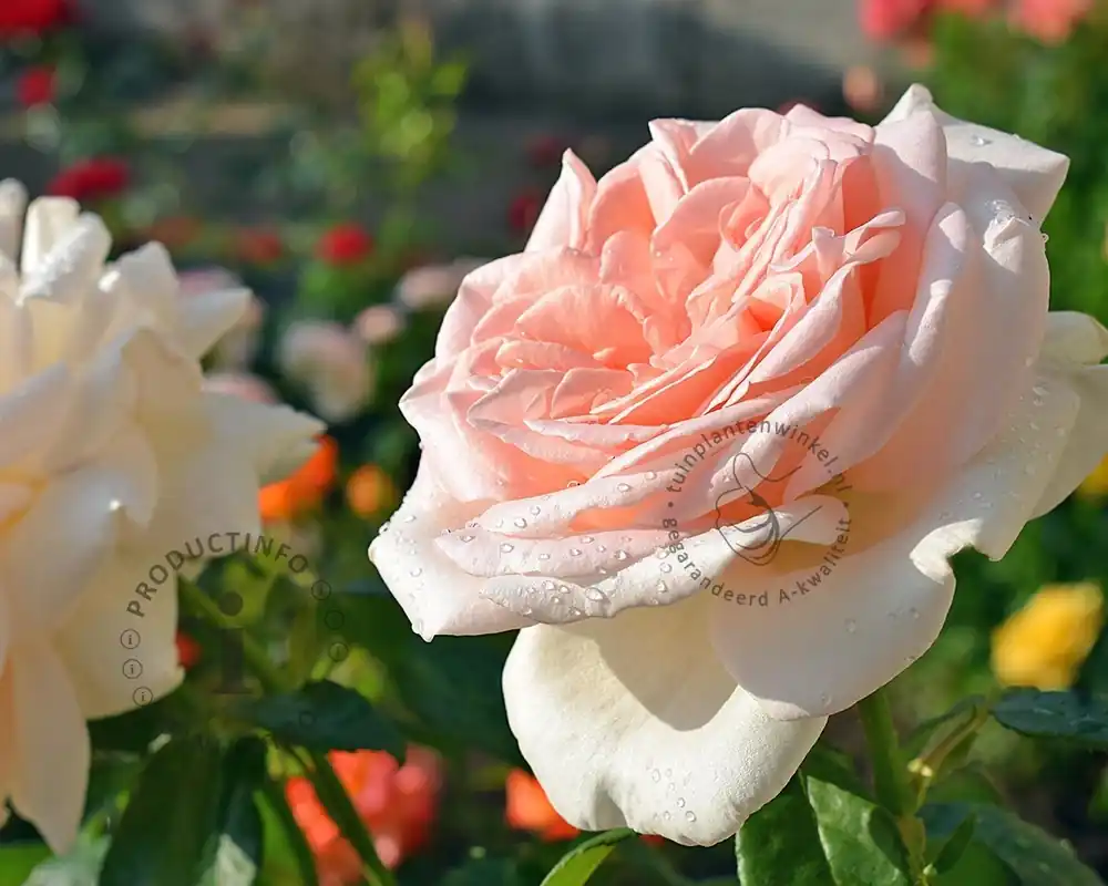 Direct beschikbaar | Rosa ‘Prince Jardinier‘