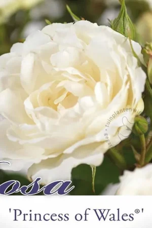 Aanrader - Rosa ‘Princess of Wales‘