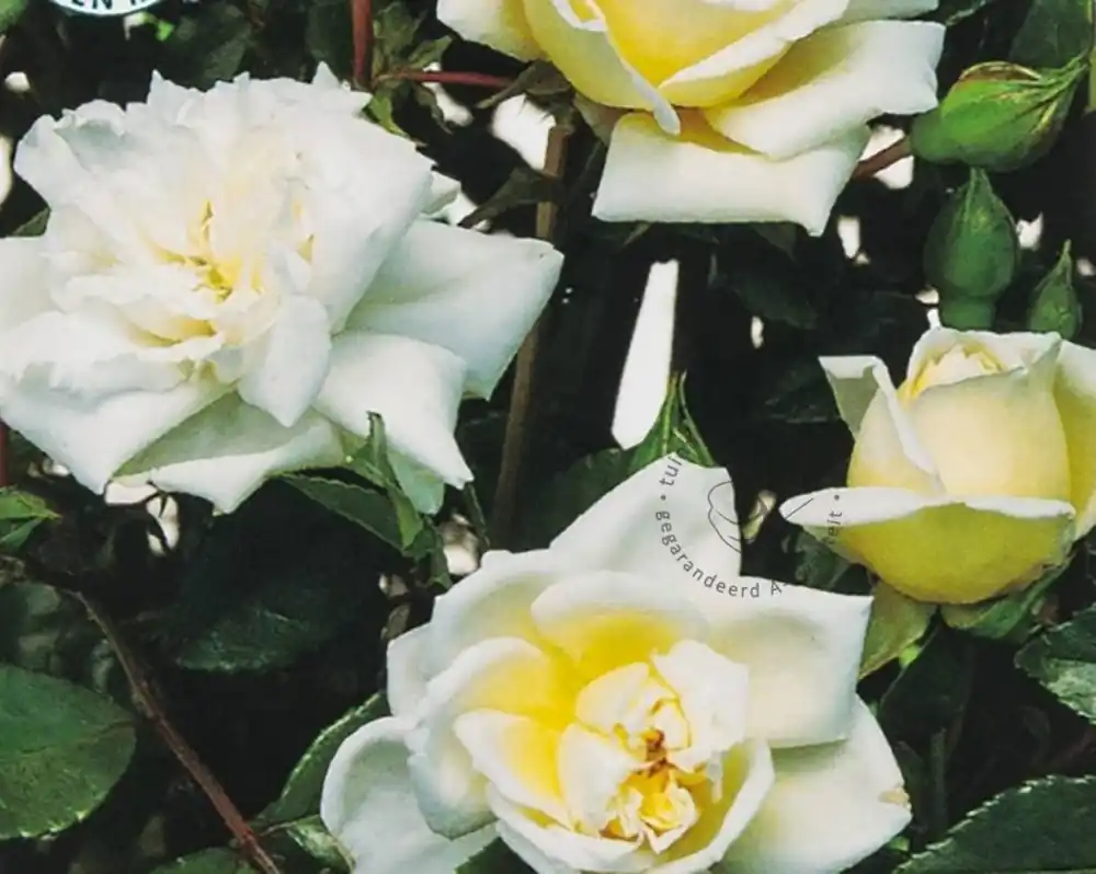 Rosa rambler ‘Alberic Barbier‘ | Hoog gewaardeerd