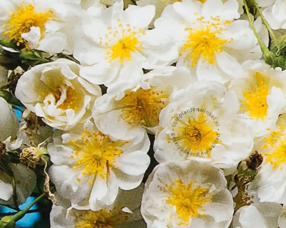 Prijsverlaging - Rosa rambler ‘Bobby James‘