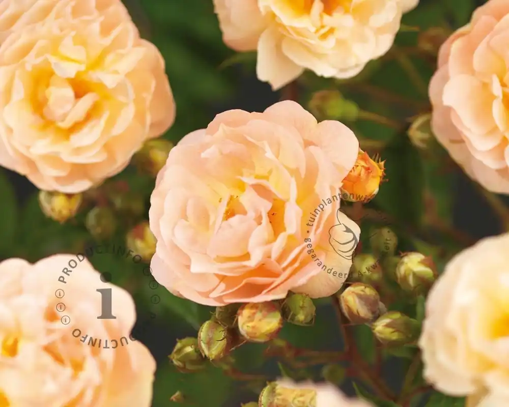Zeer goed beoordeeld - Rosa rambler ‘Ghislaine de Féligonde‘
