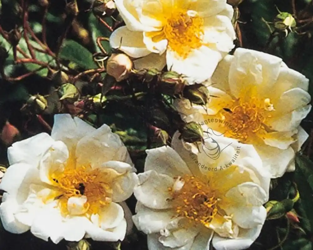 Rosa rambler ‘Helena Lykkefund‘ | Eenvoudig retourneren