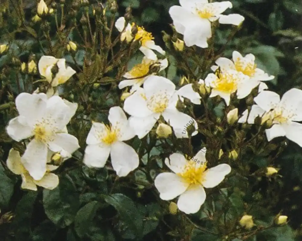 Nieuwe release | Rosa rambler ‘Kiftsgate‘