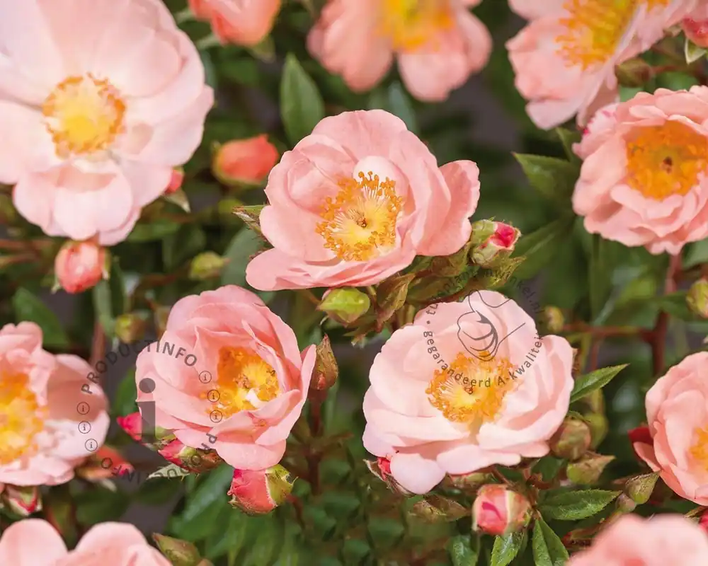 Klantfavoriet - Rosa rambler ‘Open Arms‘