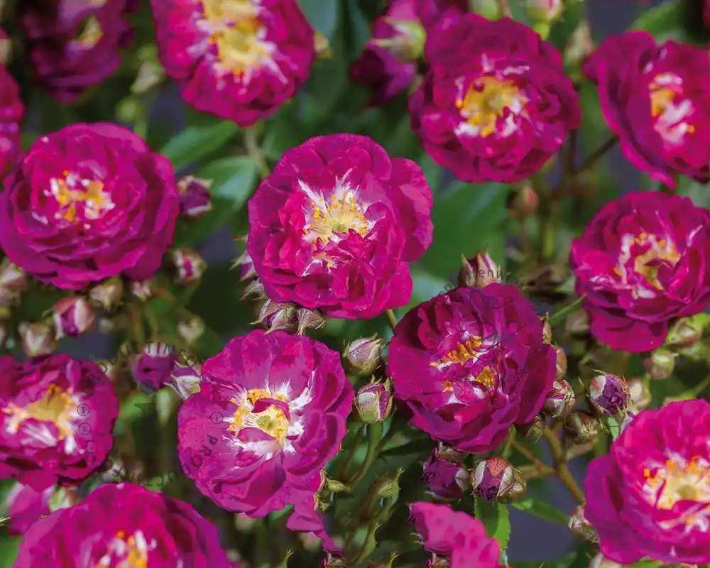 Direct bestellen - Rosa rambler ‘Perennial Blue‘