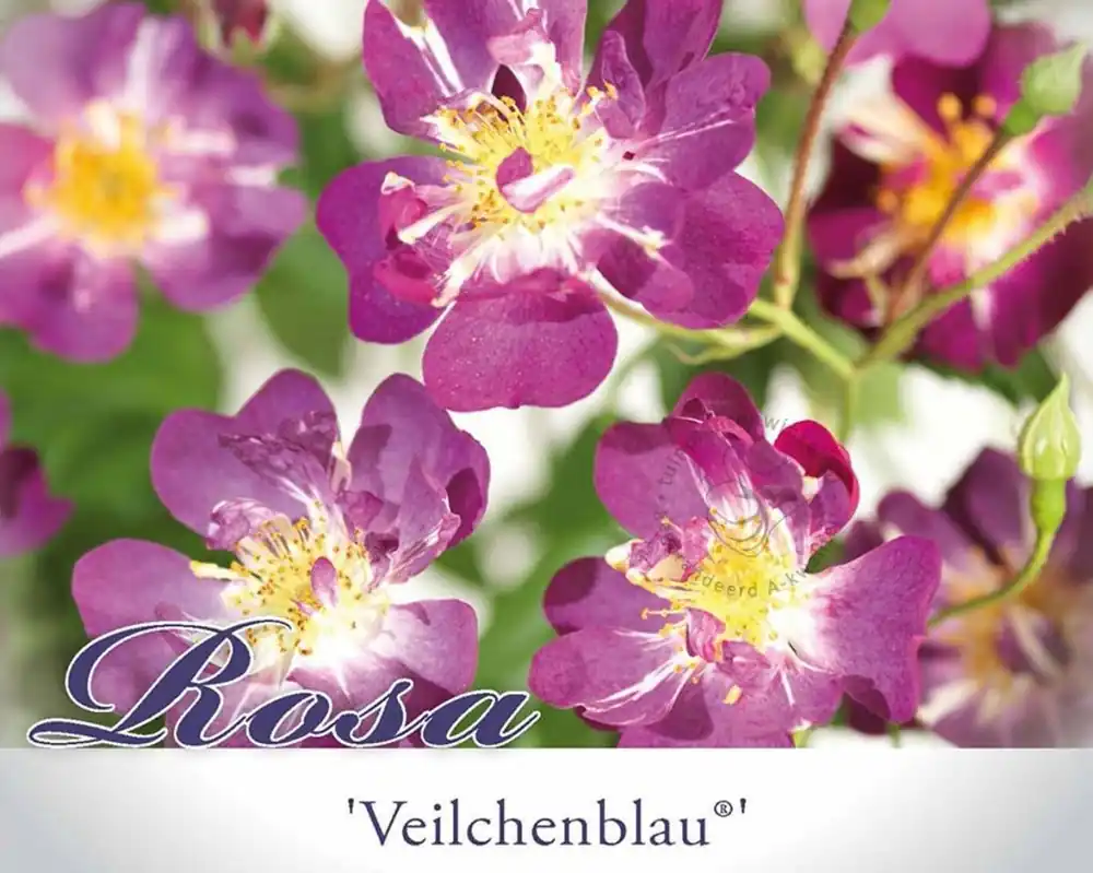Tijdelijke actie | Rosa rambler ‘Veilchenblau‘