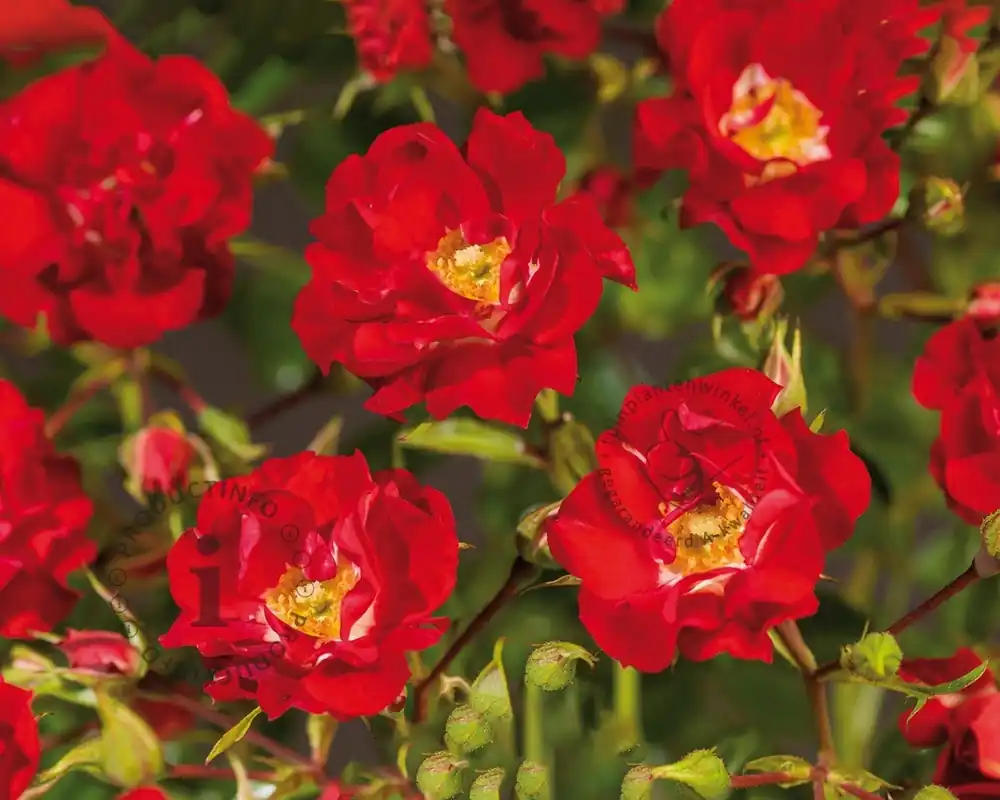 Alleen deze week - Rosa ‘Rambling Rosie‘ - op stam
