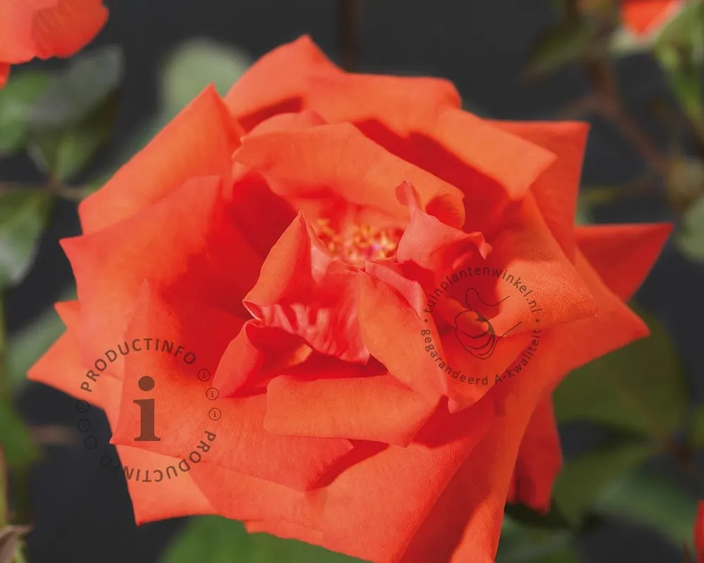 Veel gevraagd - Rosa ‘Ramona‘
