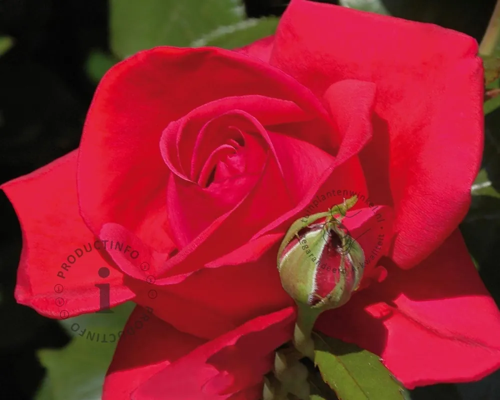 Nieuw in het assortiment | Rosa ‘Red Flame‘