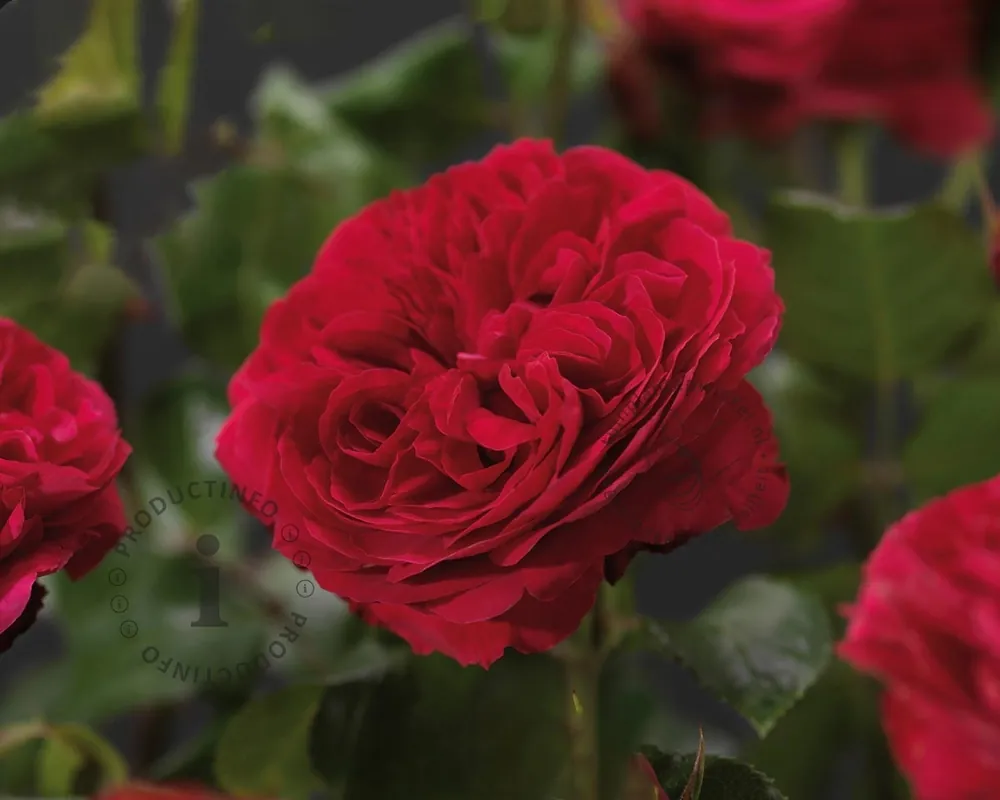 Rosa ‘Red Leonardo da Vinci‘ - op stam - Rechtstreeks uit de fabriek