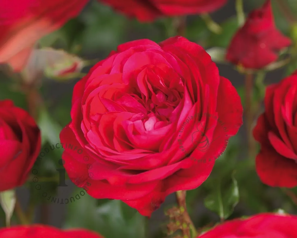 Rosa ‘Red Meilove‘ - op stam | Beperkte voorraad