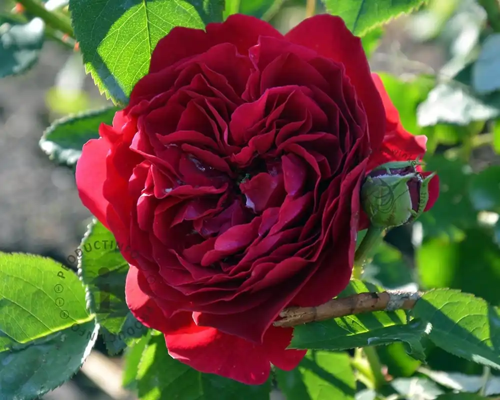 Rosa ‘Red Romanza‘ - op stam - Tijdelijke actie