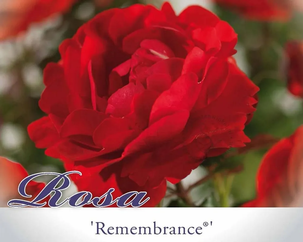 Rechtstreeks van de fabrikant - Rosa ‘Remembrance‘