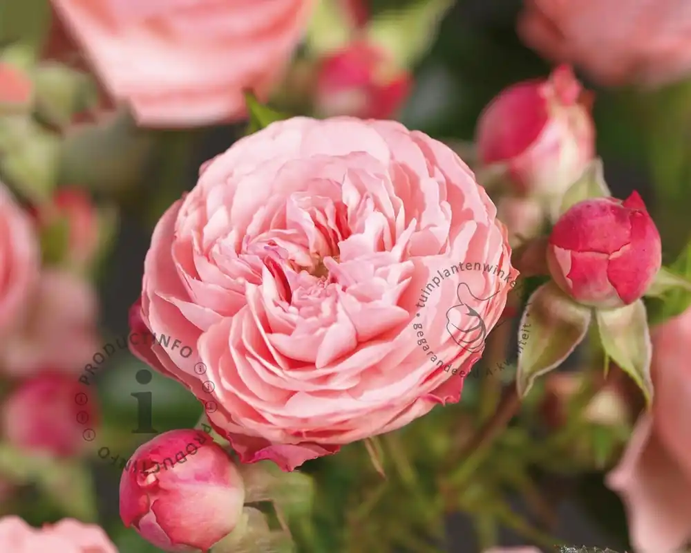 Rosa ‘Rose Meilove‘ - op stam - Online kopen