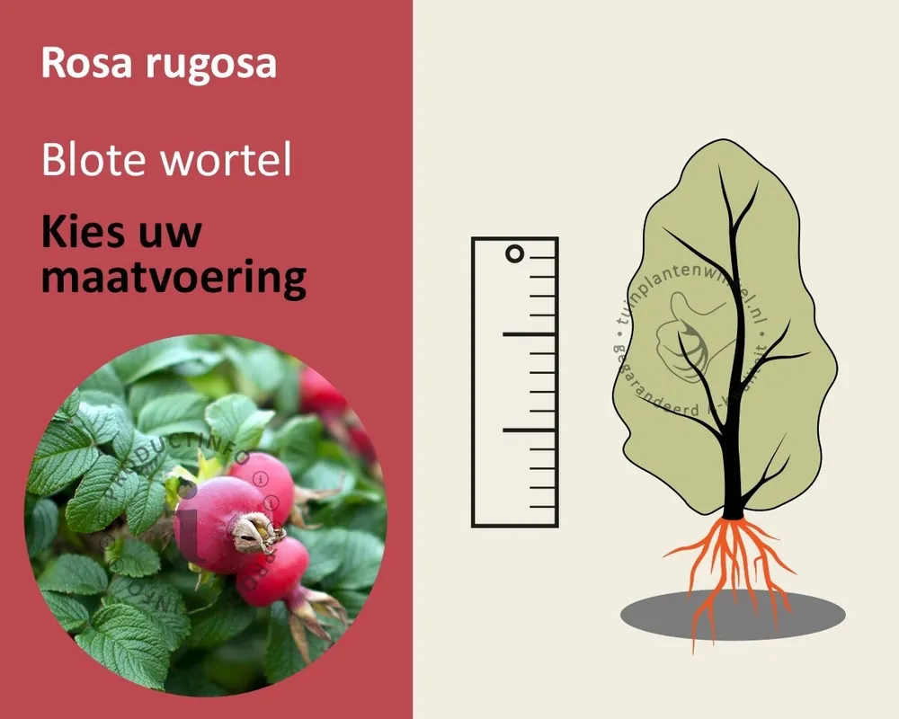 Direct bestellen - Rosa rugosa - blote wortel