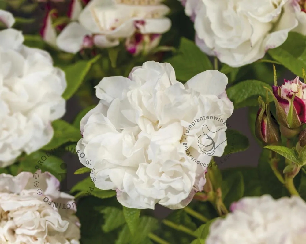 Rosa rugosa ‘Louise Bugnet‘ | Net binnen