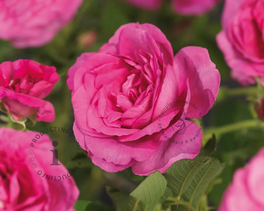 Direct beschikbaar | Rosa rugosa ‘Rotes Meer‘