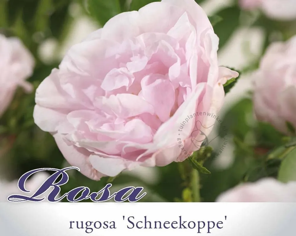 Fabrieksprijs | Rosa rugosa ‘Schneekoppe‘