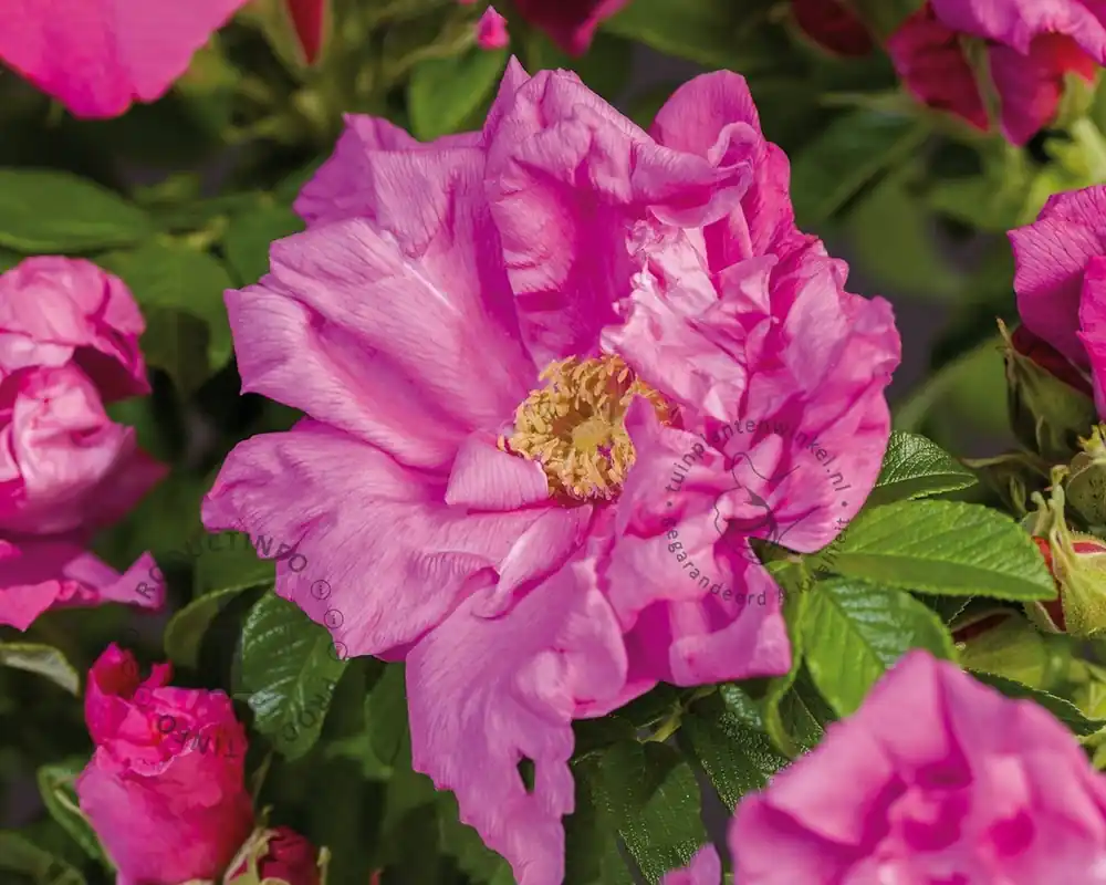 Rosa rugosa ‘Zwerg‘ | Nu kopen