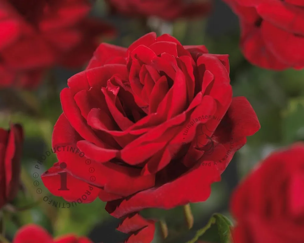 Koopje - Rosa ‘Santana‘