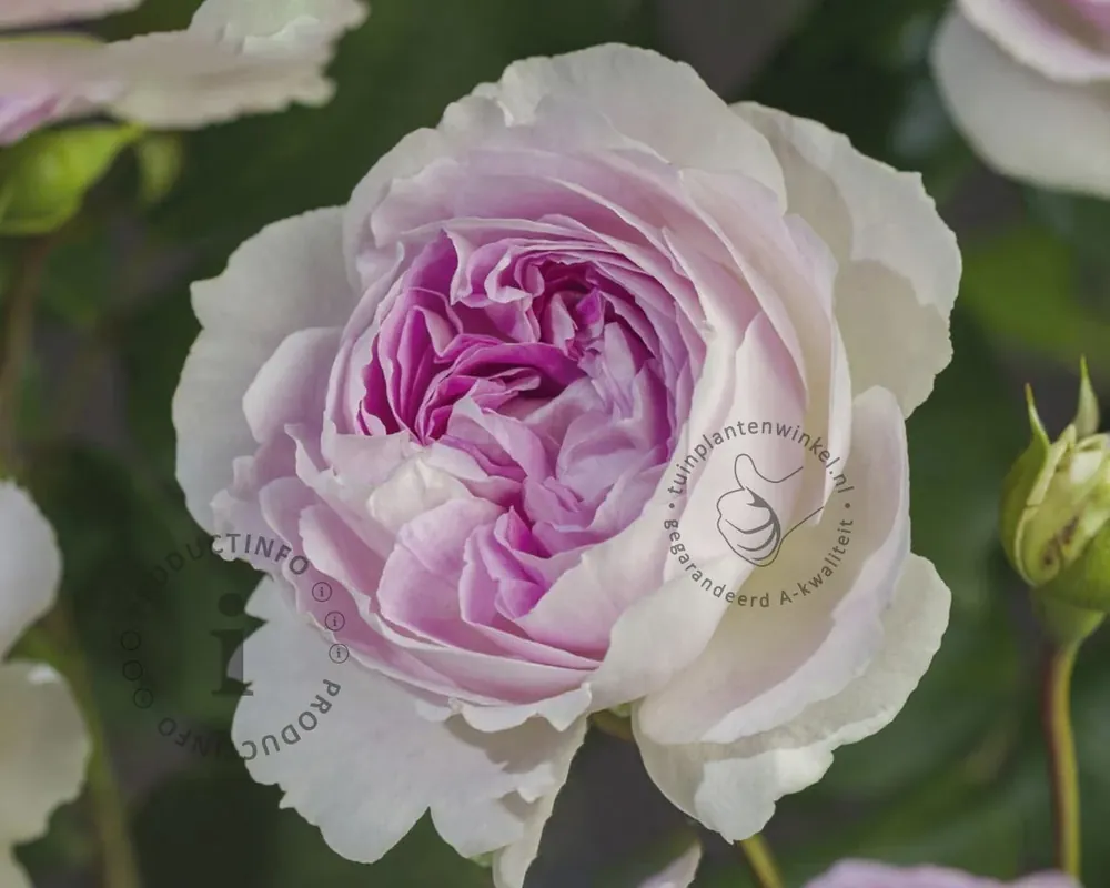Expreslevering | Rosa ‘Saphir‘