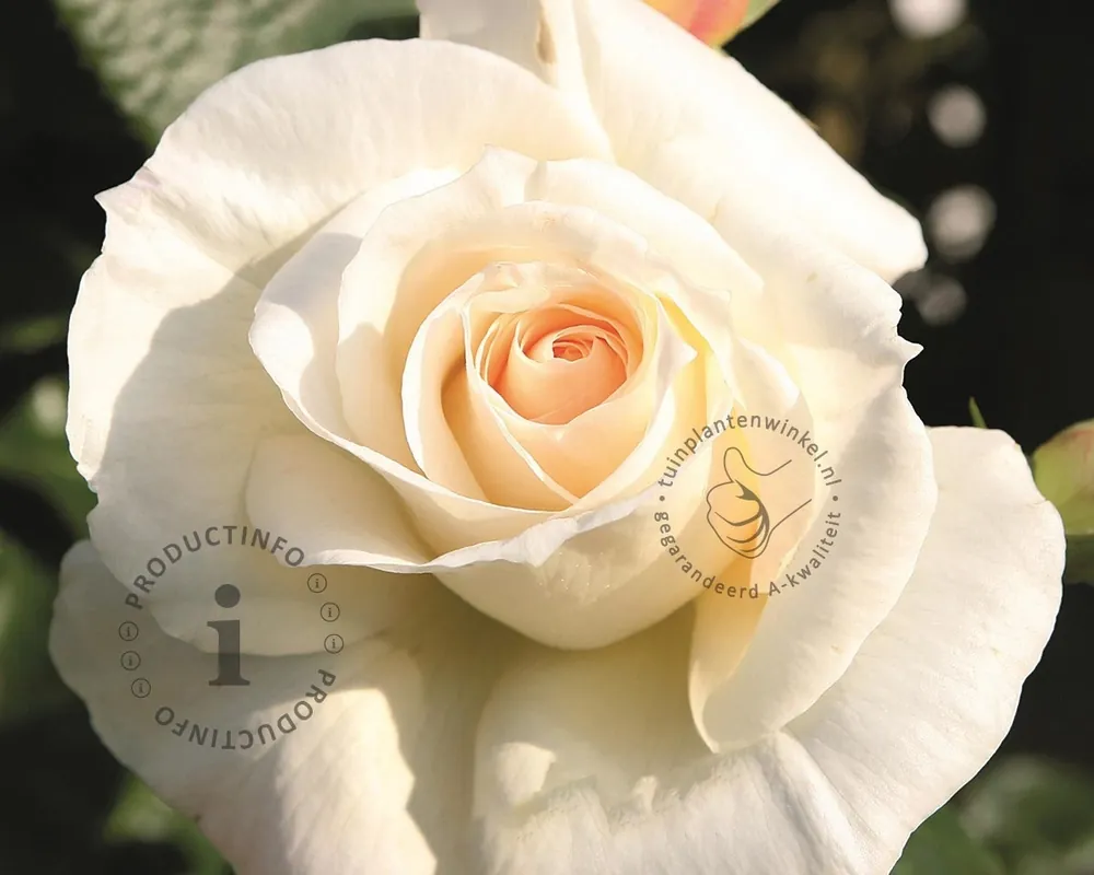 Rosa ‘Schneewalzer‘ | Voordelig