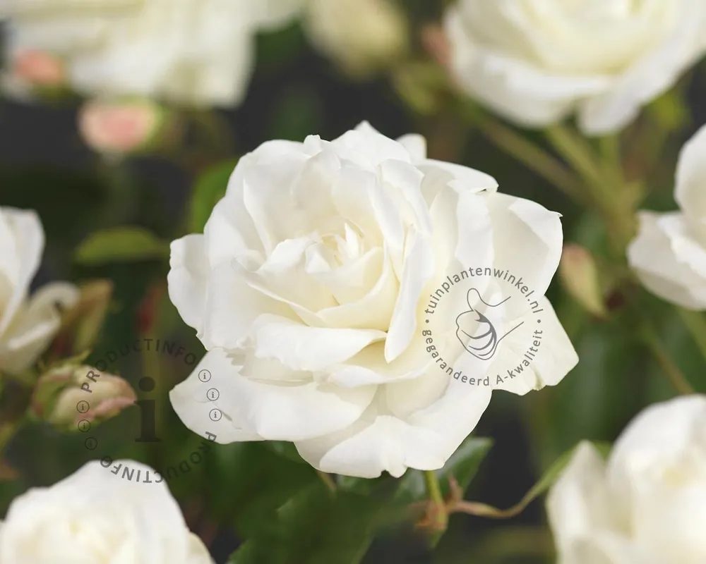 Veel gekozen - Rosa ‘Schneewittchen‘