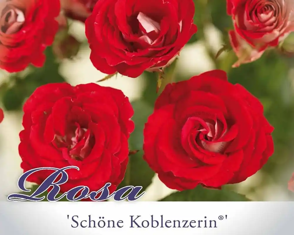 Rosa ‘Schöne Koblenzerin‘ | Aanrader