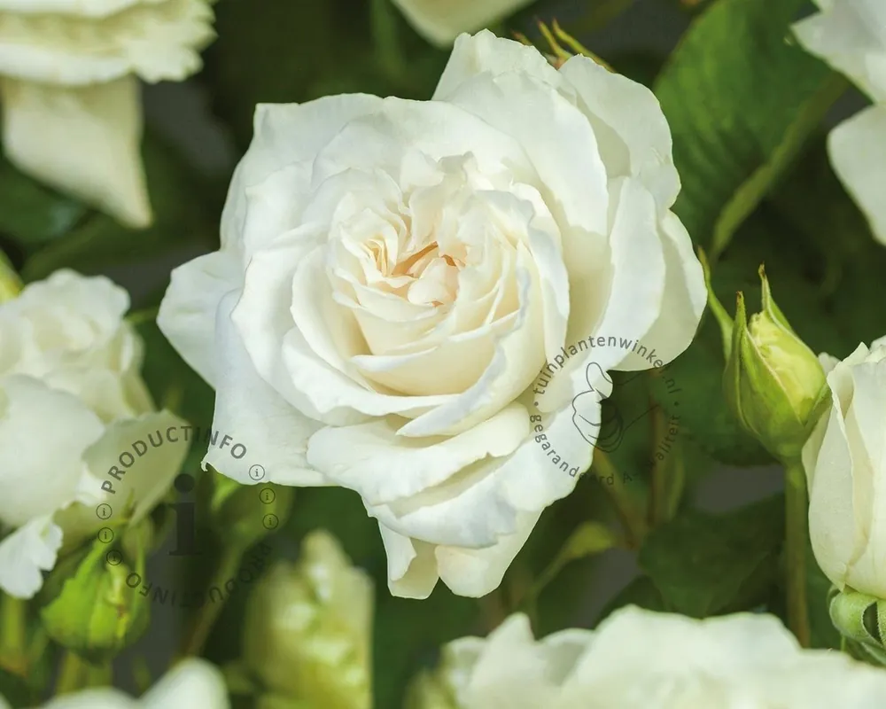 Populair - Rosa ‘Sherwood Forest‘