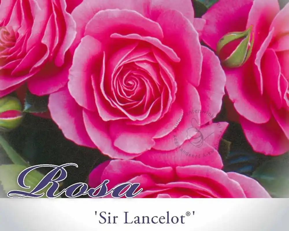 Rosa ‘Sir Lancelot‘ - Vanaf nu beschikbaar