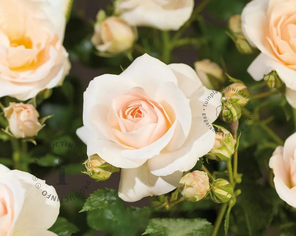 Rosa ‘Sirius‘ - op stam | Direct beschikbaar