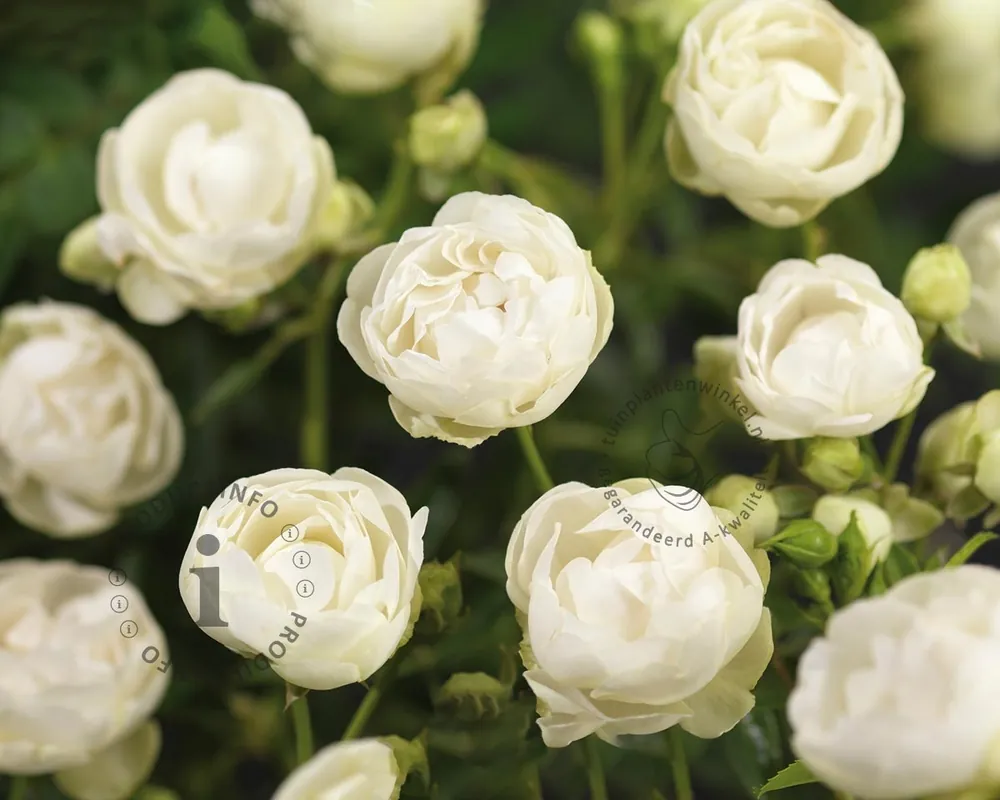 Rosa ‘Snövit‘ - Premiumkwaliteit