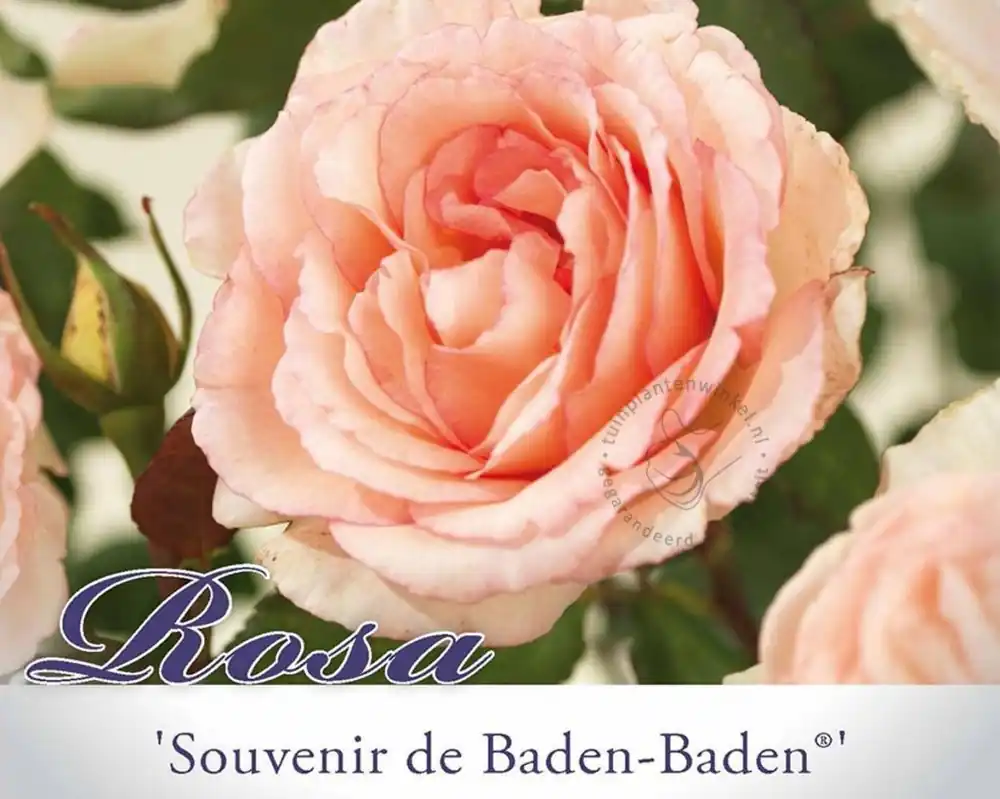 Net binnen | Rosa ‘Souvenir de Baden-Baden‘