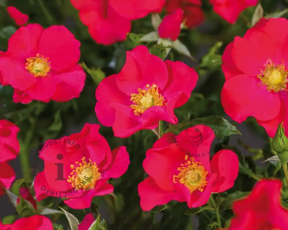 Rosa ‘Stadt Rom‘ | Populair bij klanten