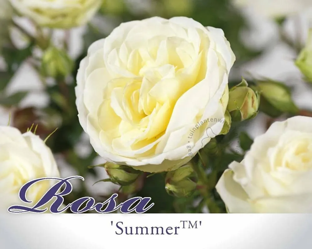 Rosa ‘Summer Palace‘ - Aanbieding