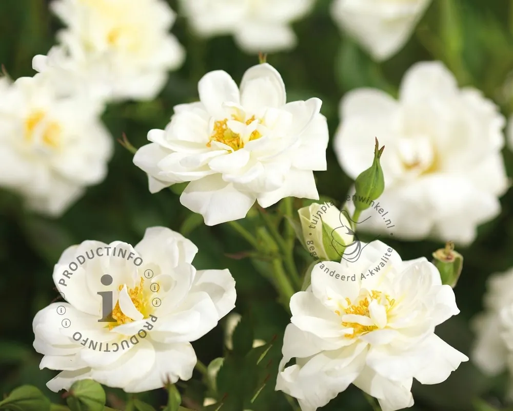 Voeg toe aan winkelwagen | Rosa ‘Swany‘