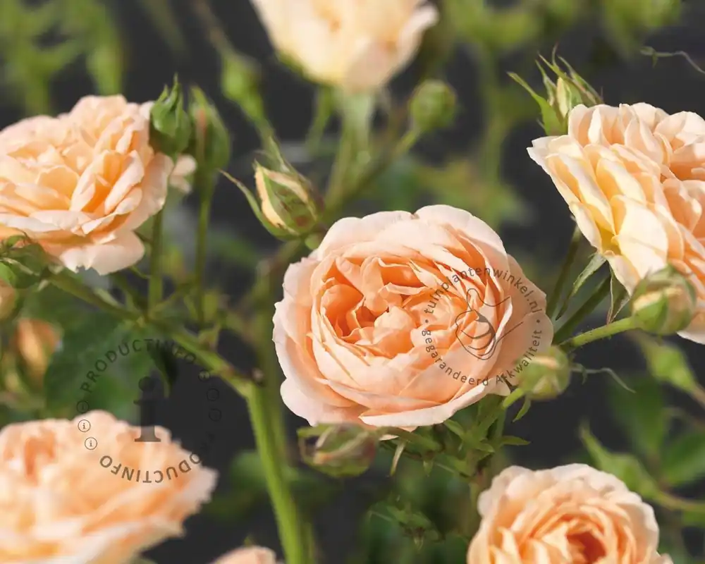 Rosa ‘Sweet Dream‘ - Shop nu