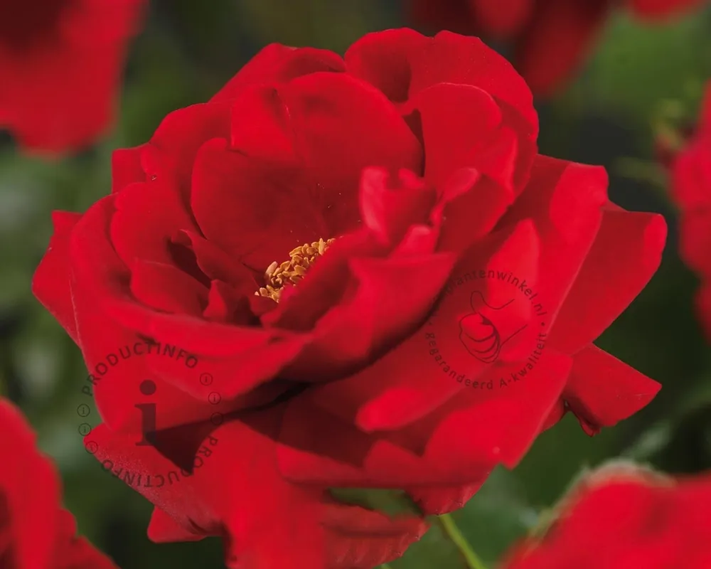 Bestel vandaag - Rosa ‘Sympathie‘